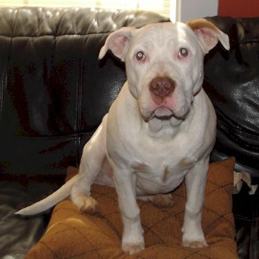 Barkers Lily Pit Bull.jpg